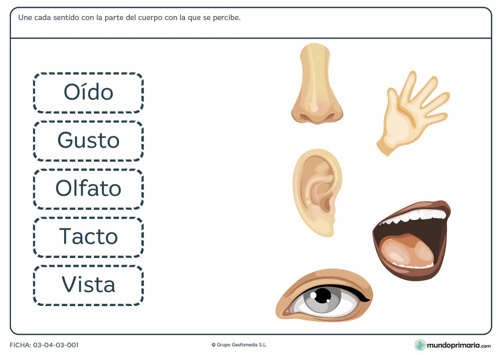 Ficha de los sentidos para realizar ejercicos sobre los sentidos de percepción destinado a niños de primaria