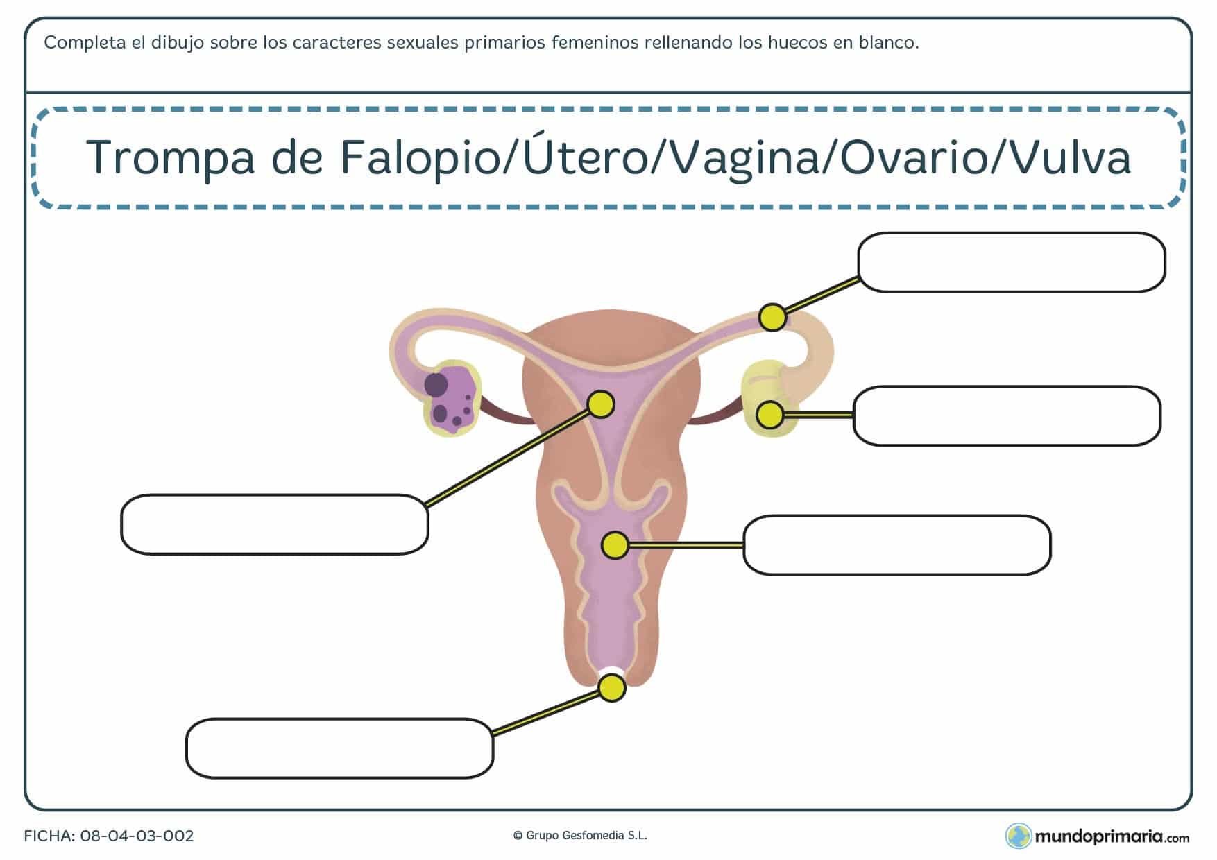 Ciencias ejercicios 6 primaria naturales