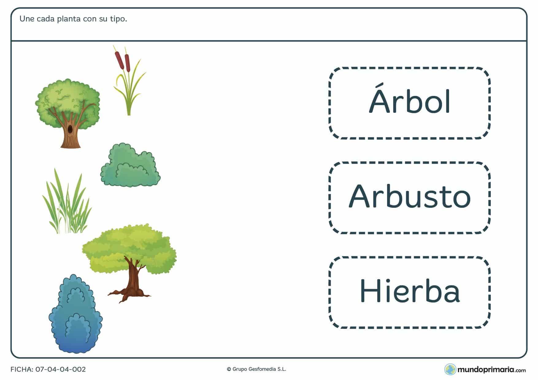 Ficha de tipos de plantas en la que deberás unir los dibujos con sus correspondientes nombres sobre el tipo de planta que son.