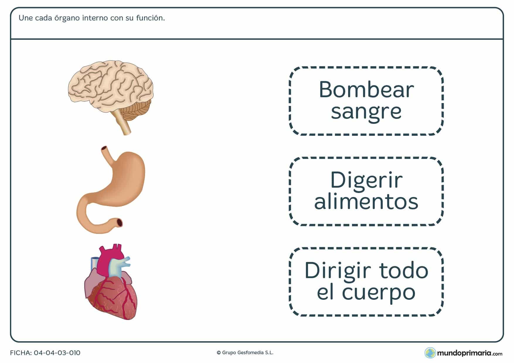 Ficha de funciones de los órganos en el que hay que unir cada órgano interno con su correspondiente función.