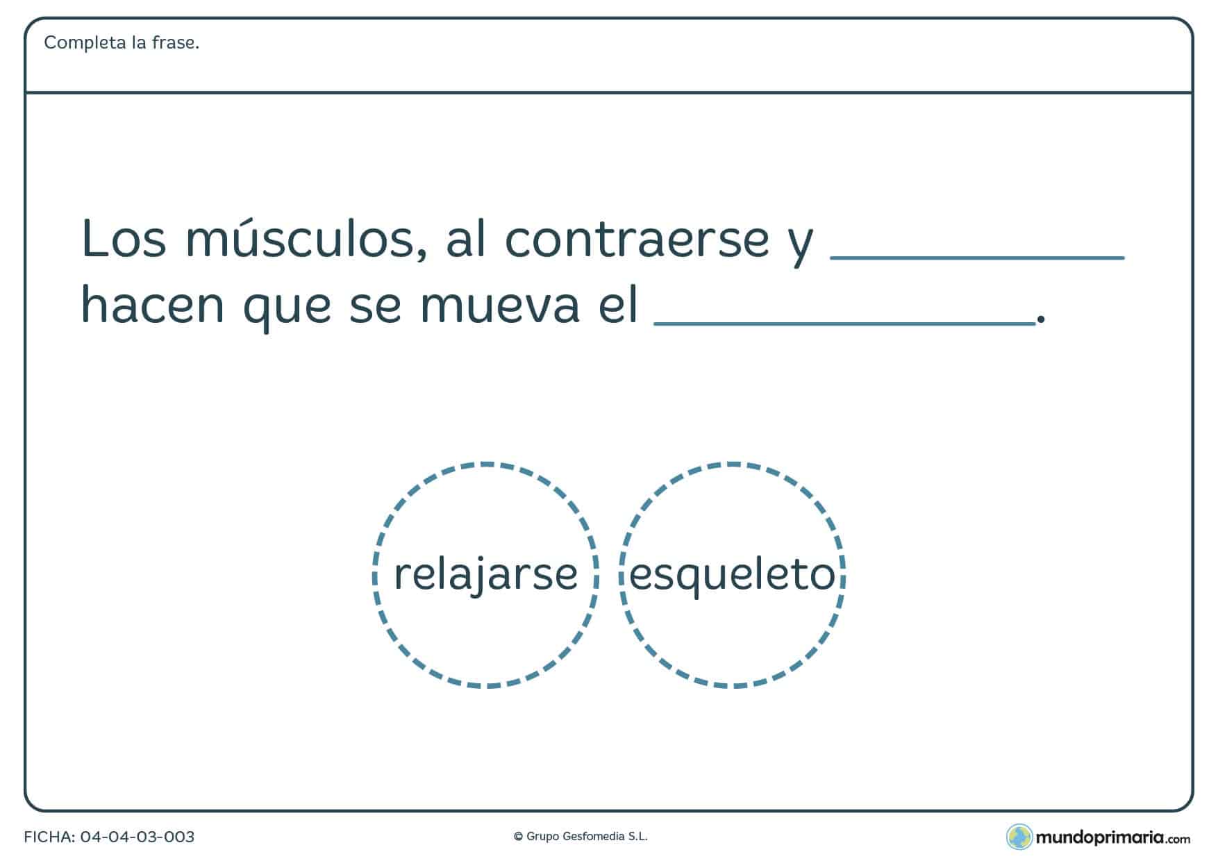 Ficha de los músculos en el que hay que completar la frase con la palabra correcta proporcionada en el ejercicio.