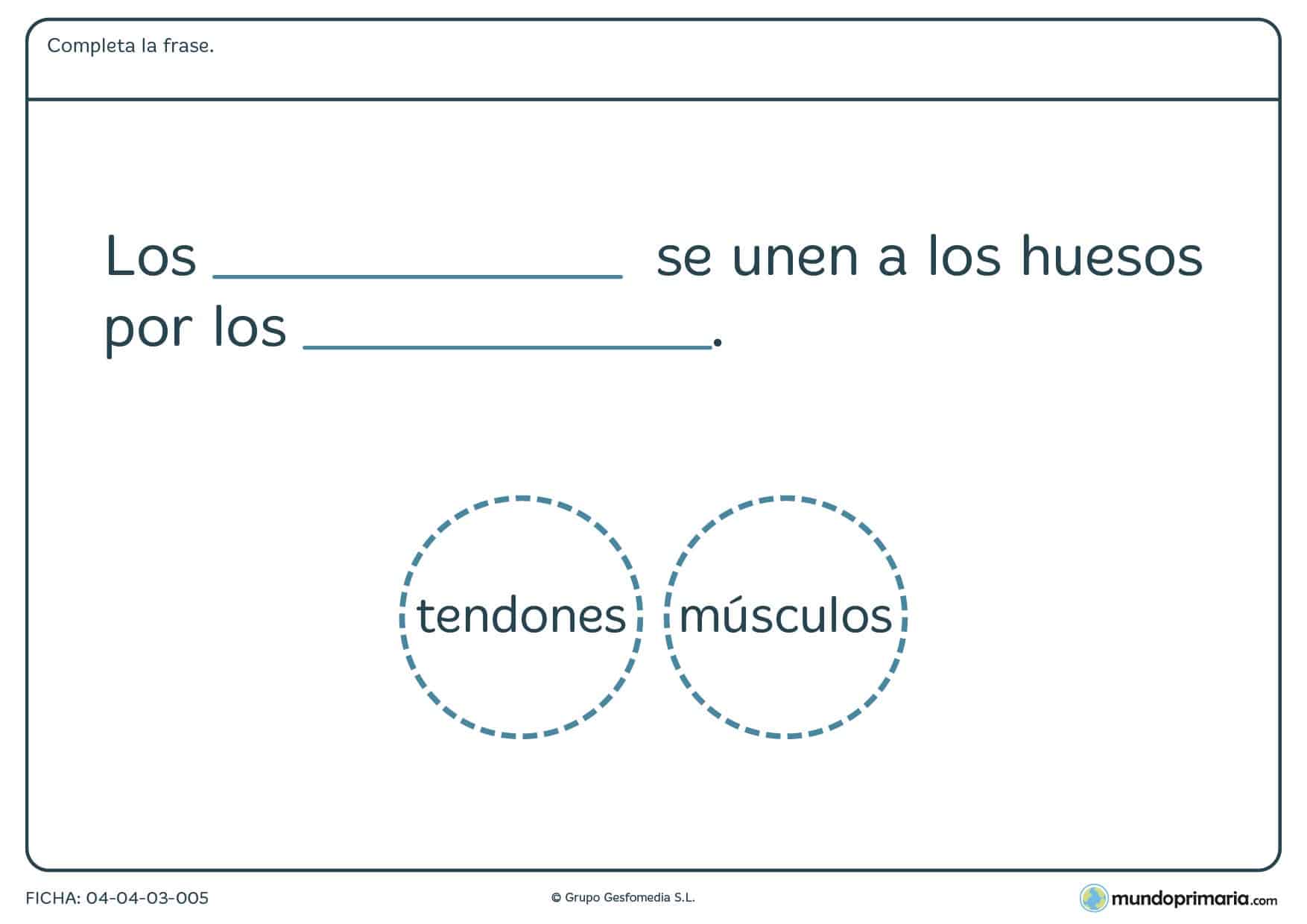 Ficha de los tendones en el que hay que completar la frase con la palabra correcta proporcionada en el ejercicio.