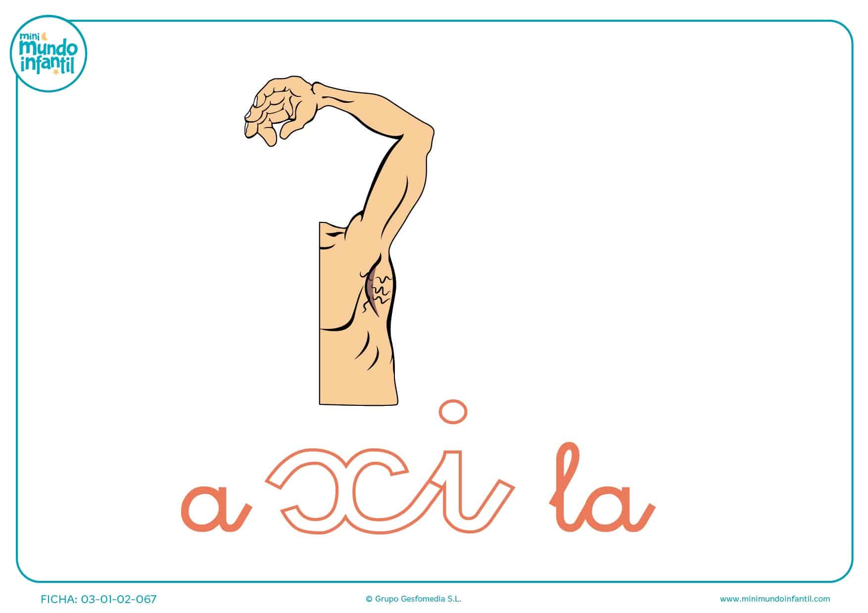 Sílaba XI minúscula de axila para pintar