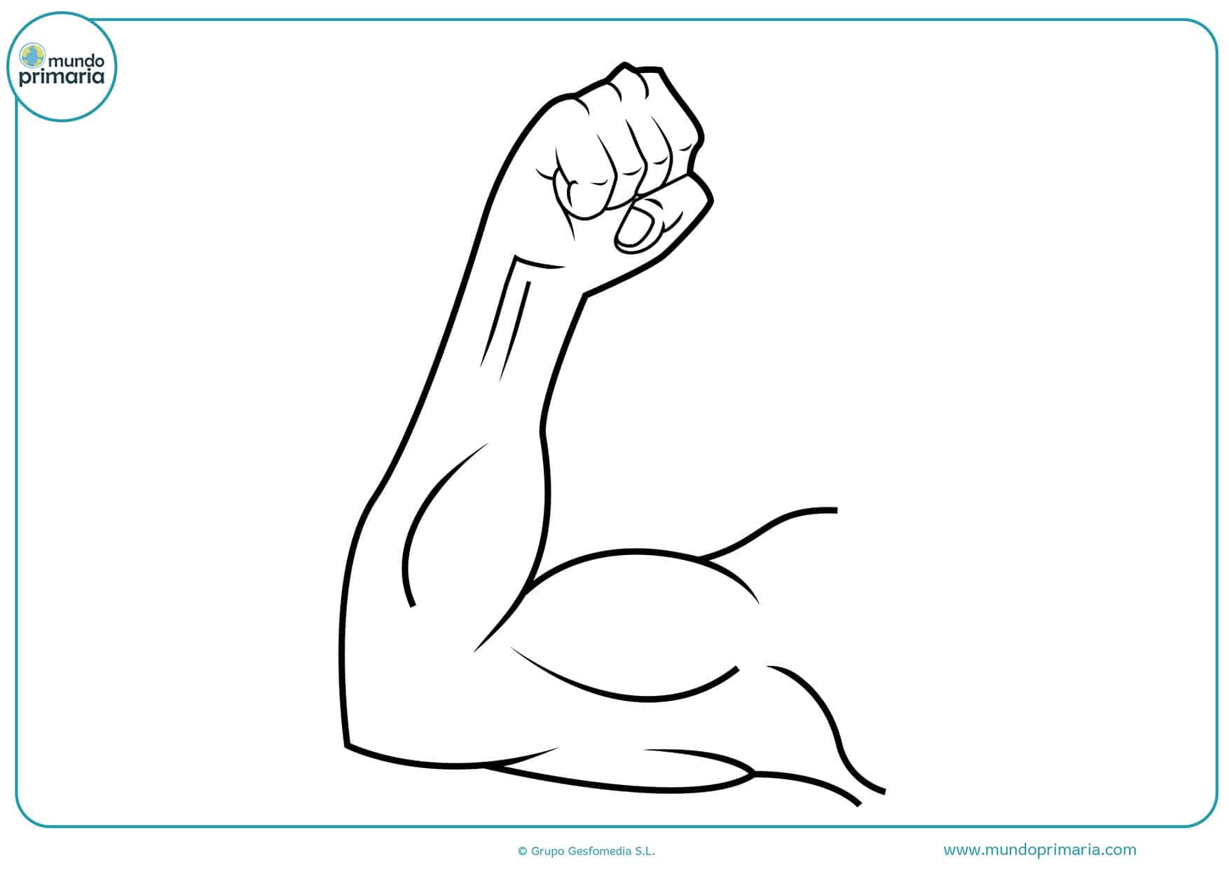 Dibujos colorear cuerpo humano niños