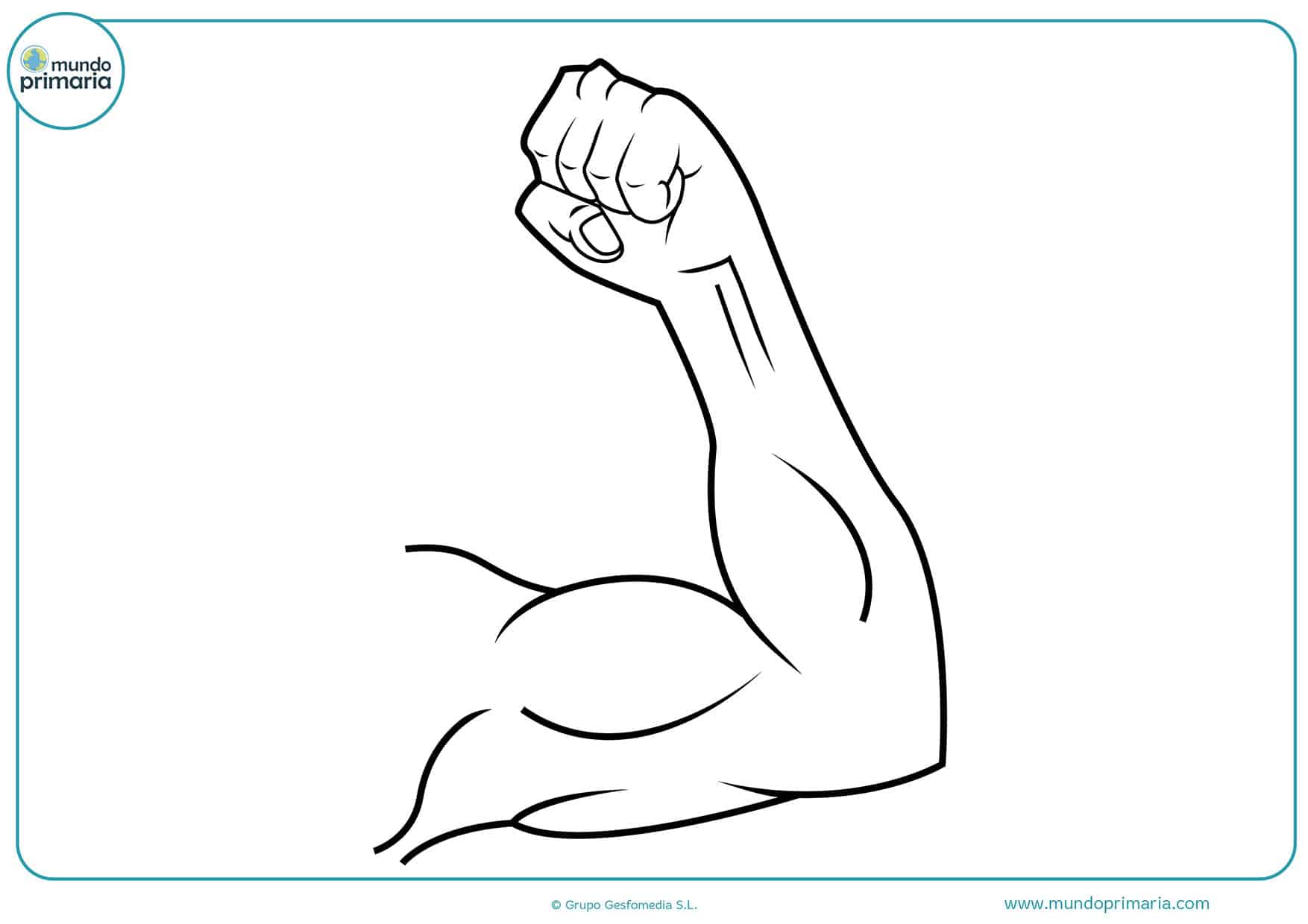 Dibujos del cuerpo humano para colorear - Mundo Primaria