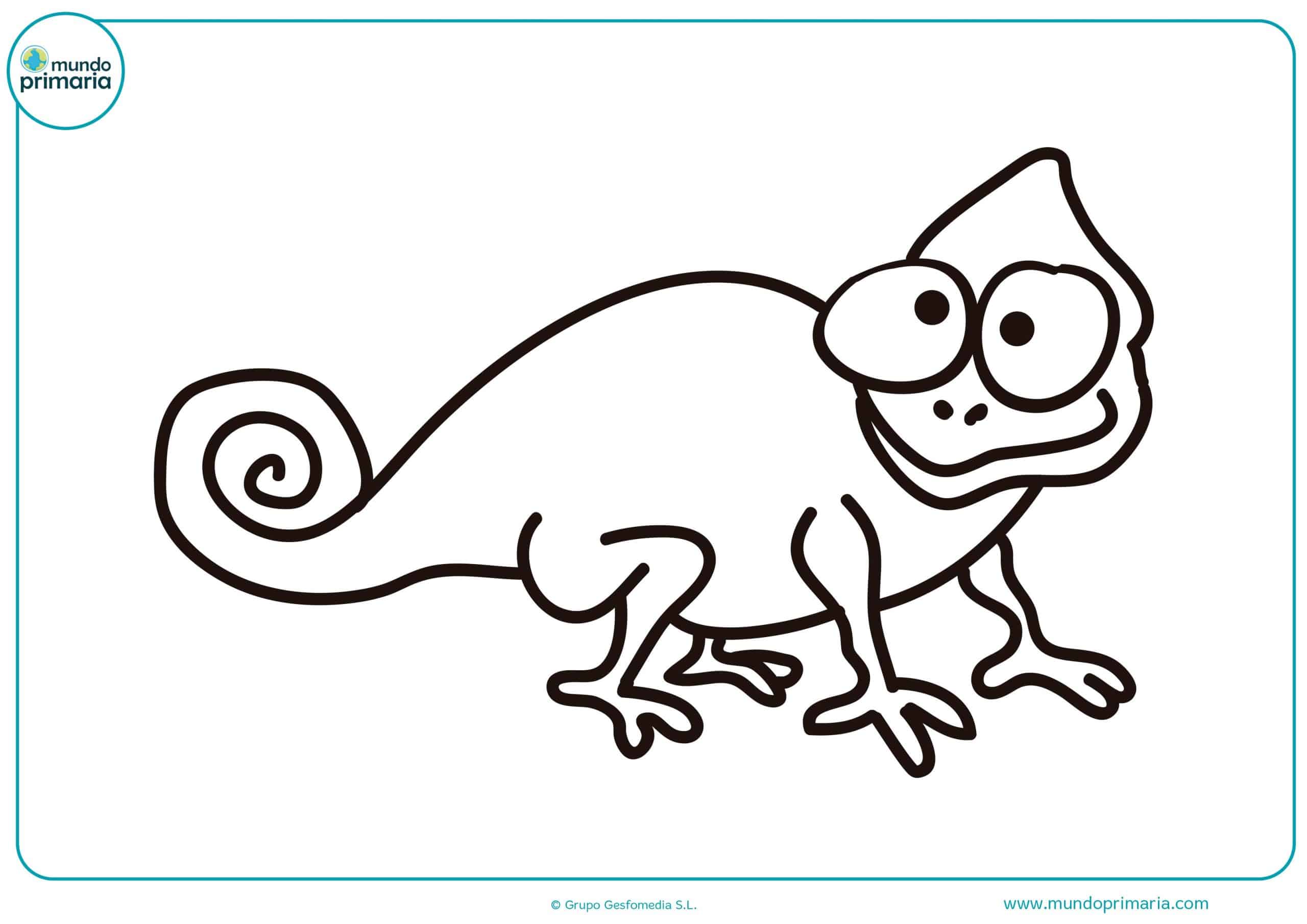 Dibujos colorear animales salvajes primaria