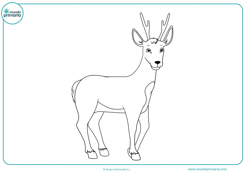 Dibujos de Animales del Bosque para Colorear e Imprimir