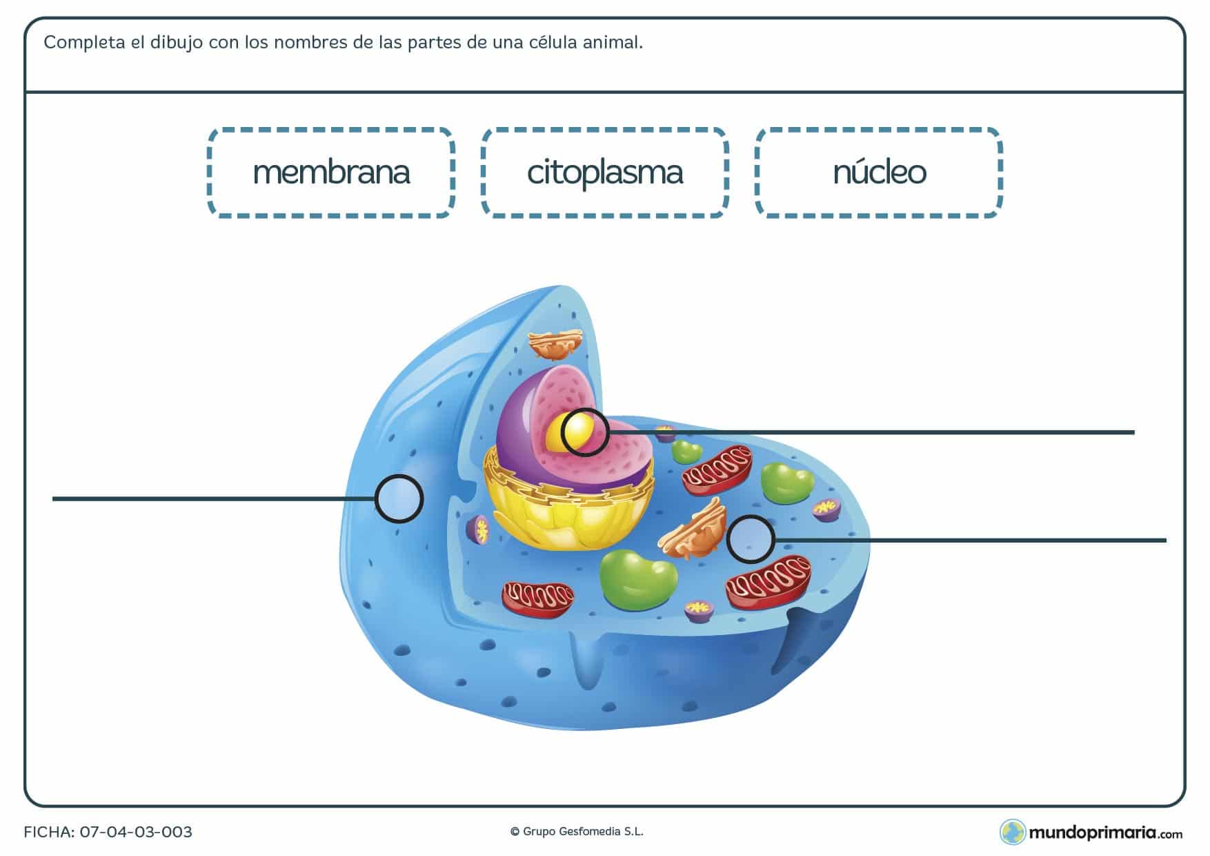 Ciencias ejercicios 5 primaria naturales