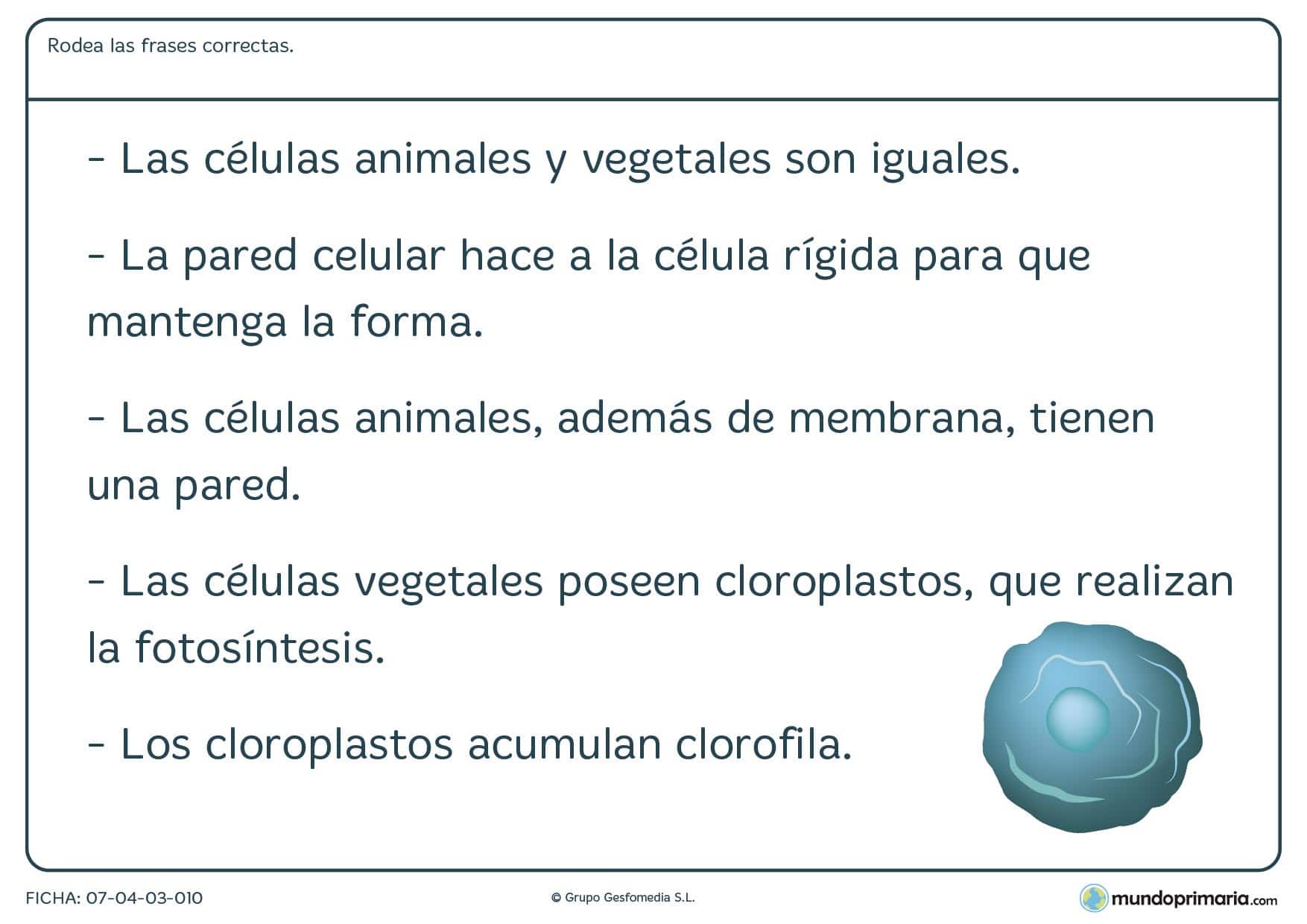 Ficha de células animales y vegetales