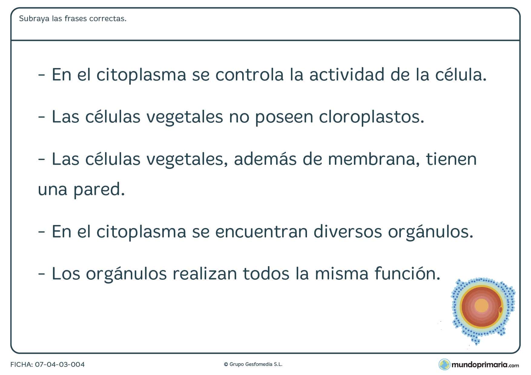 Ficha de leer frases sobre la célula