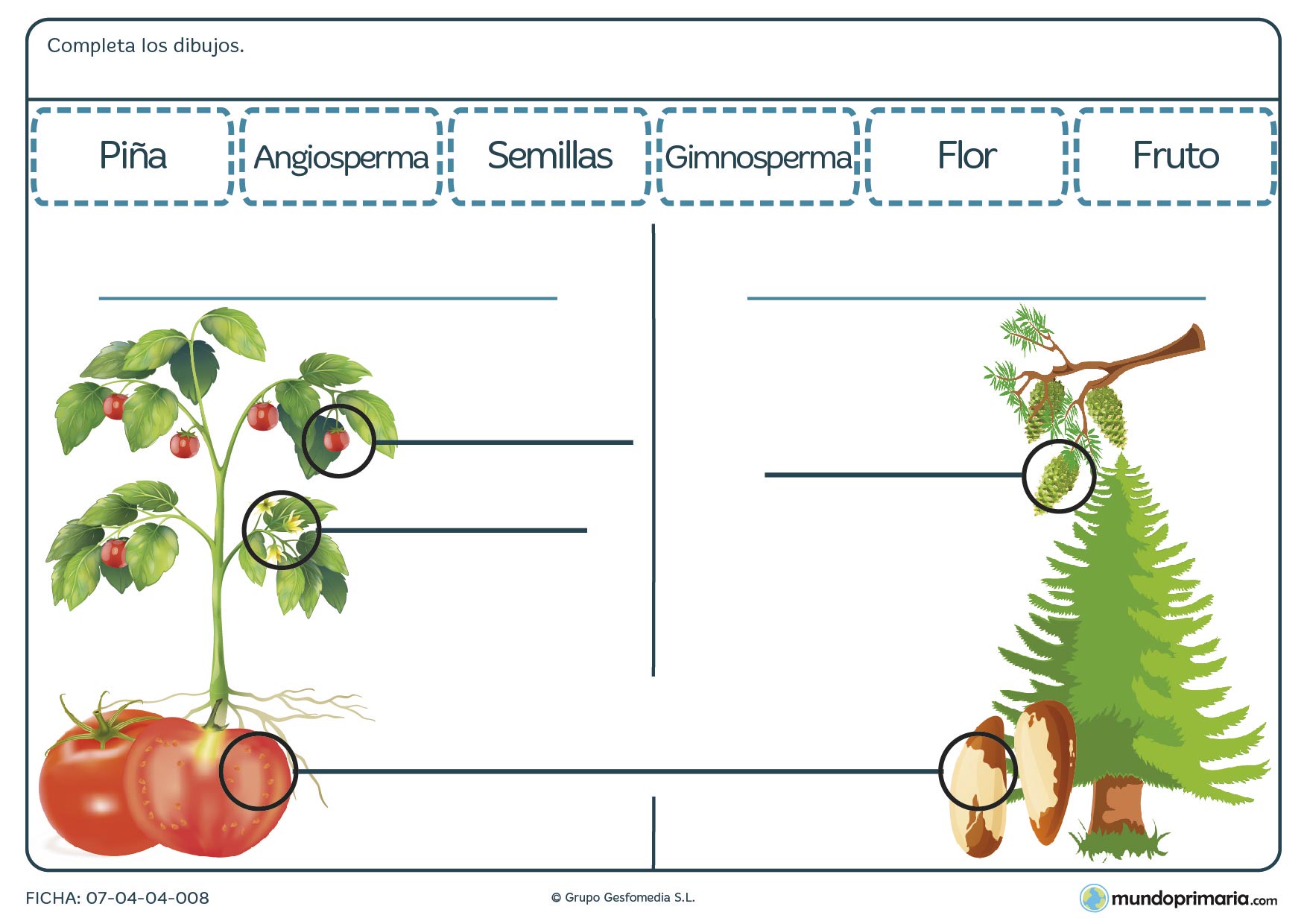 Ficha de conocer los frutos de una planta