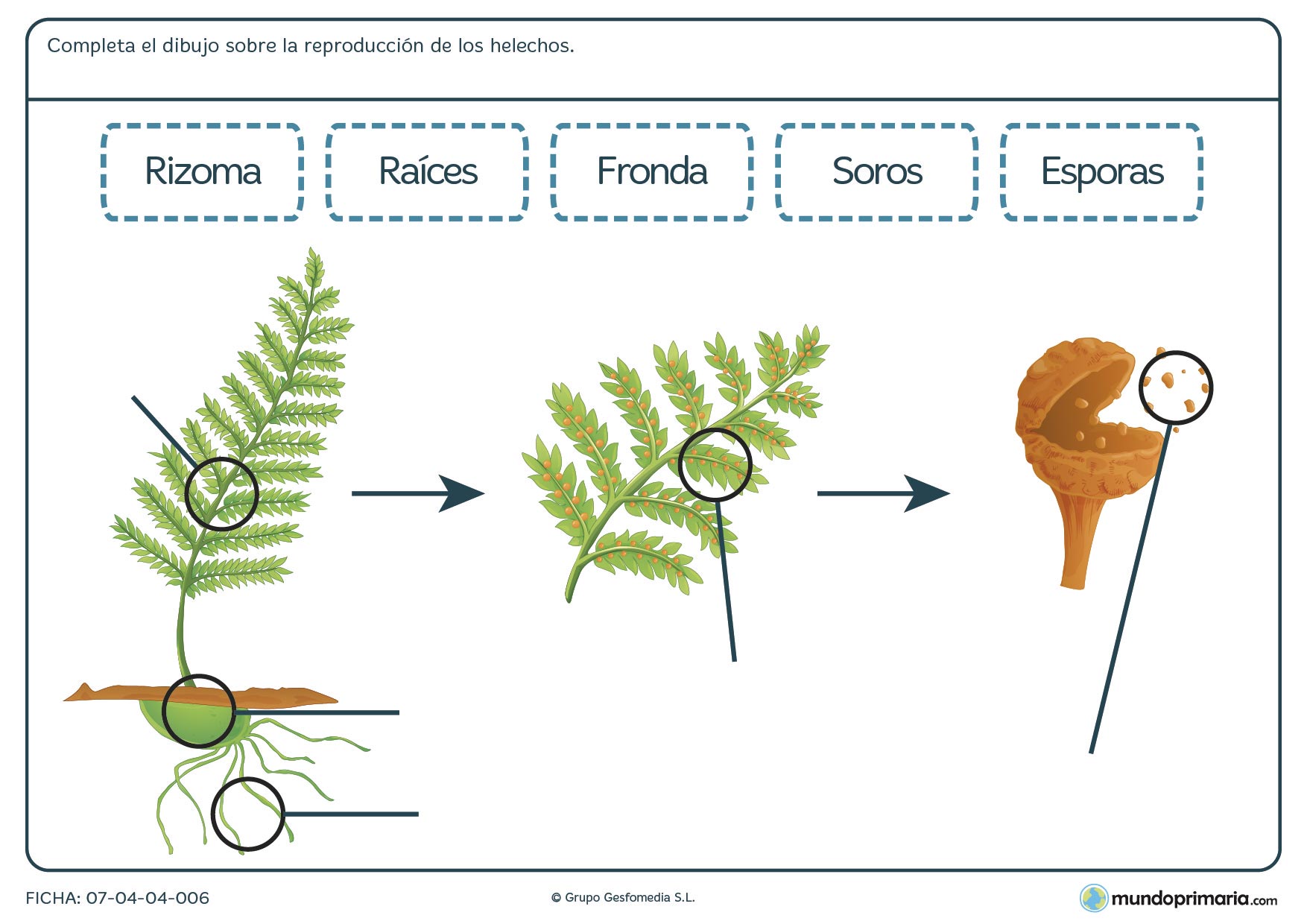 Ficha de helechos y sus partes para primaria