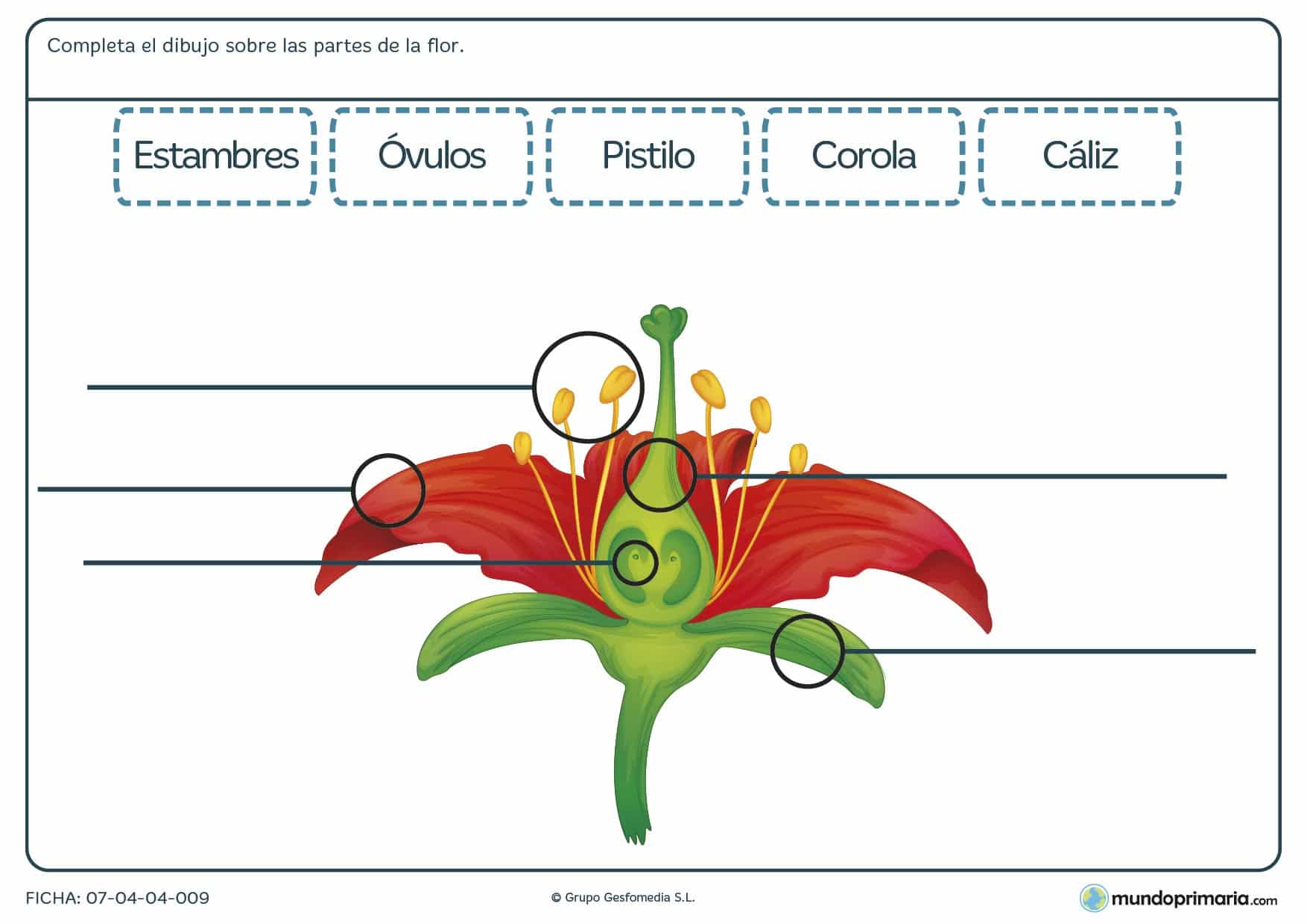 Ficha de una flor para aprender a reconocer sus partes