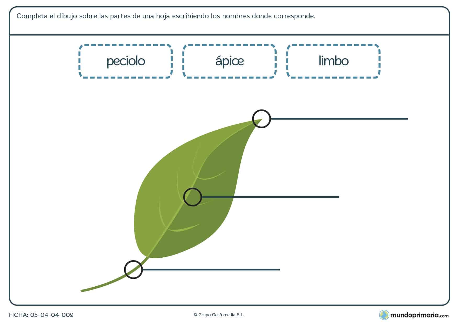 Ficha de las partes de una hoja para primaria