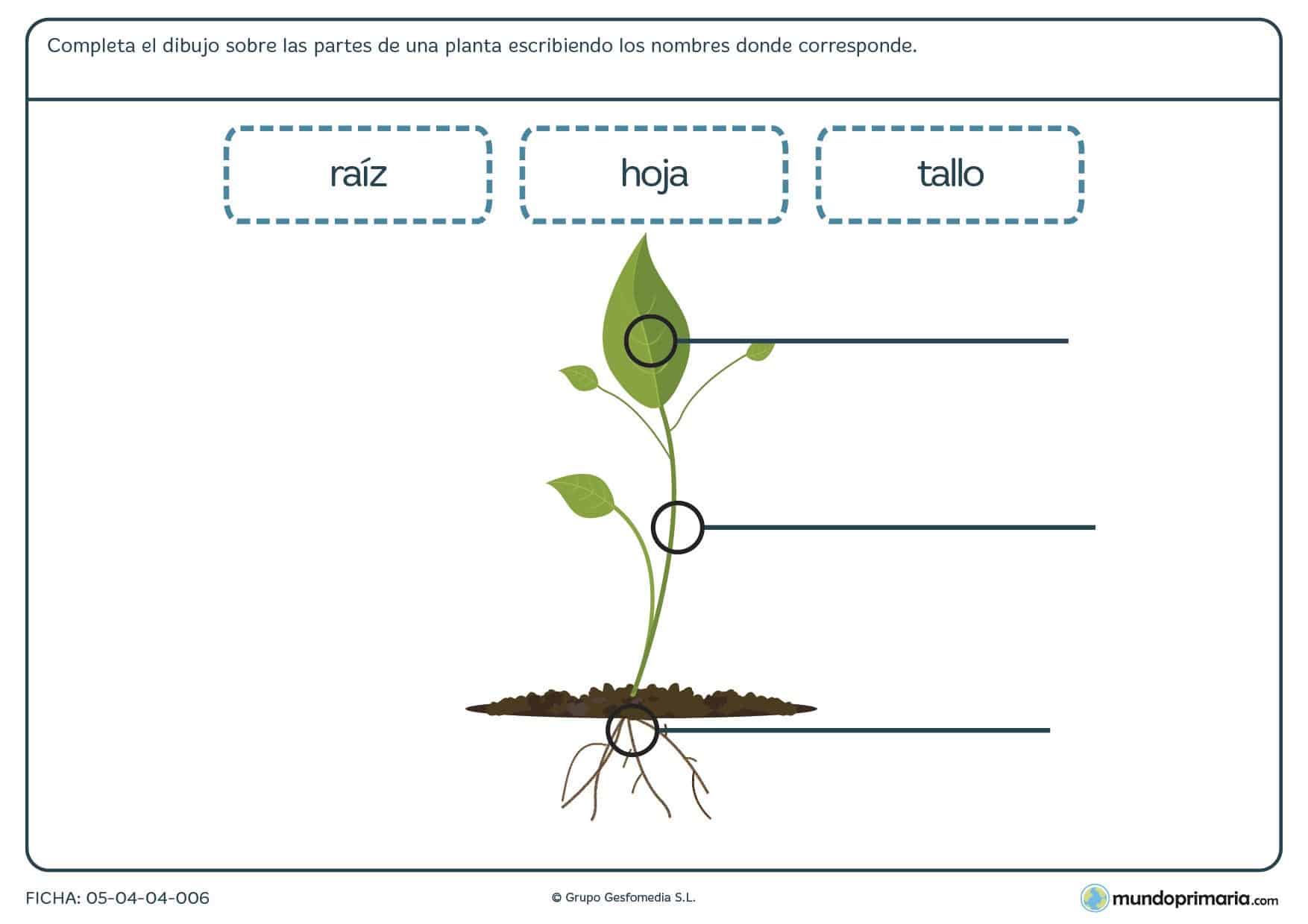Ficha de las partes de una planta
