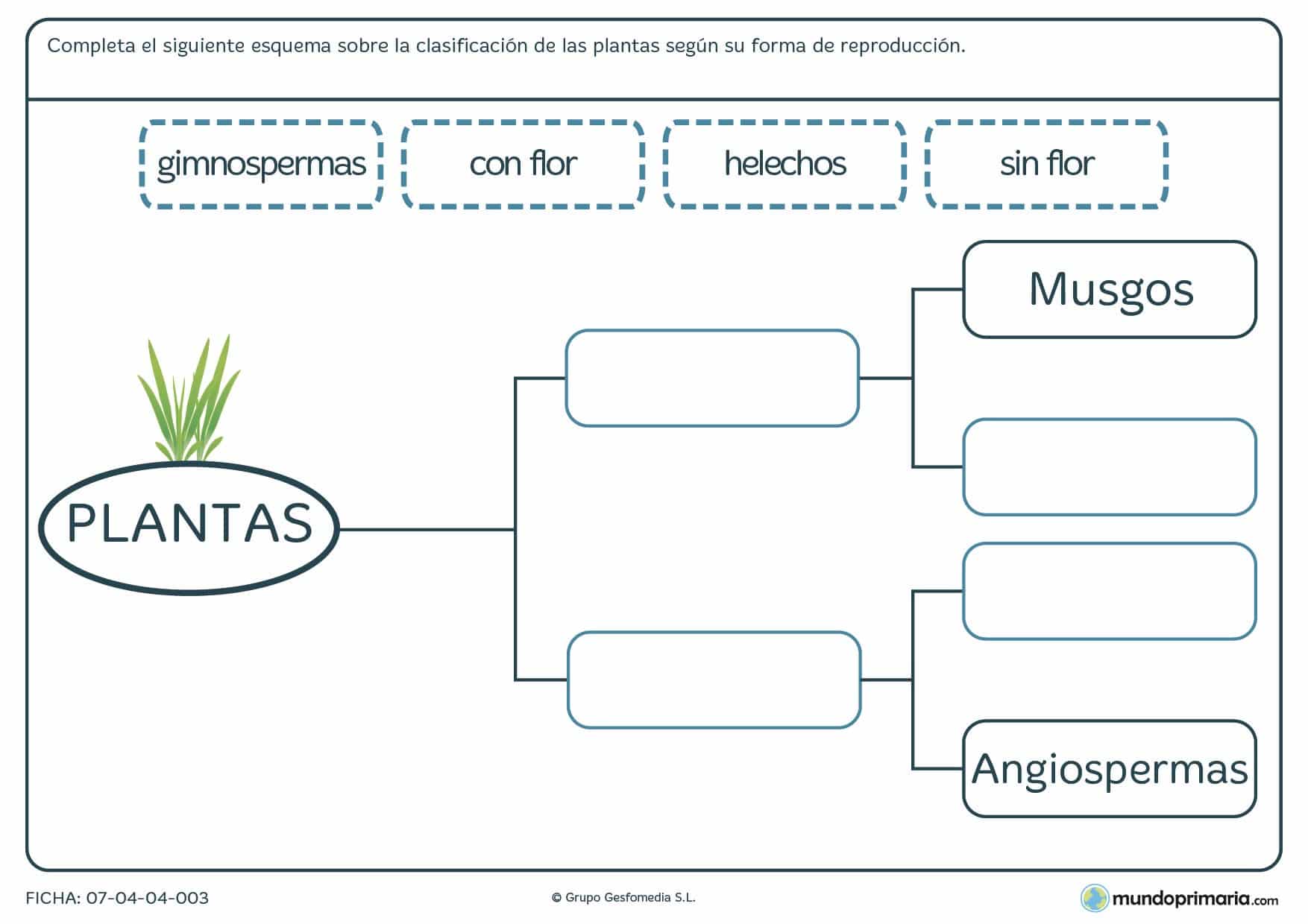 Ficha de la reproducción de una planta