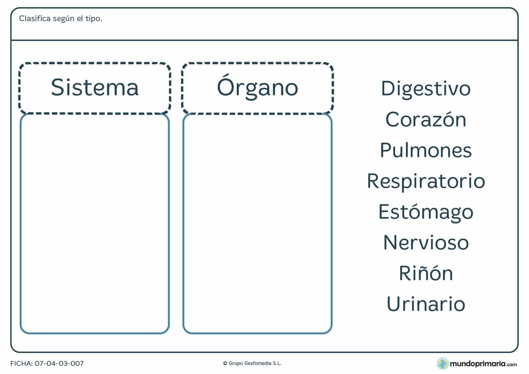 Ficha de ver tipos de sistema y órganos para primaria