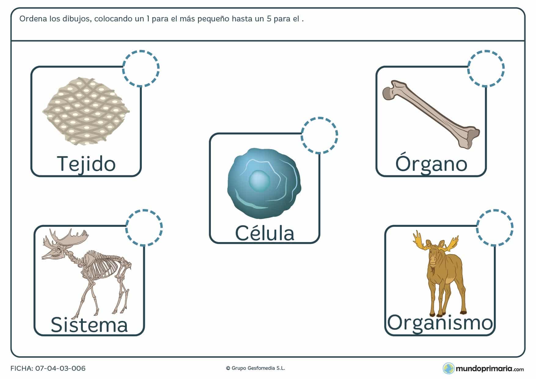 Ficha de ver los dibujos y poner el tamaño correcto