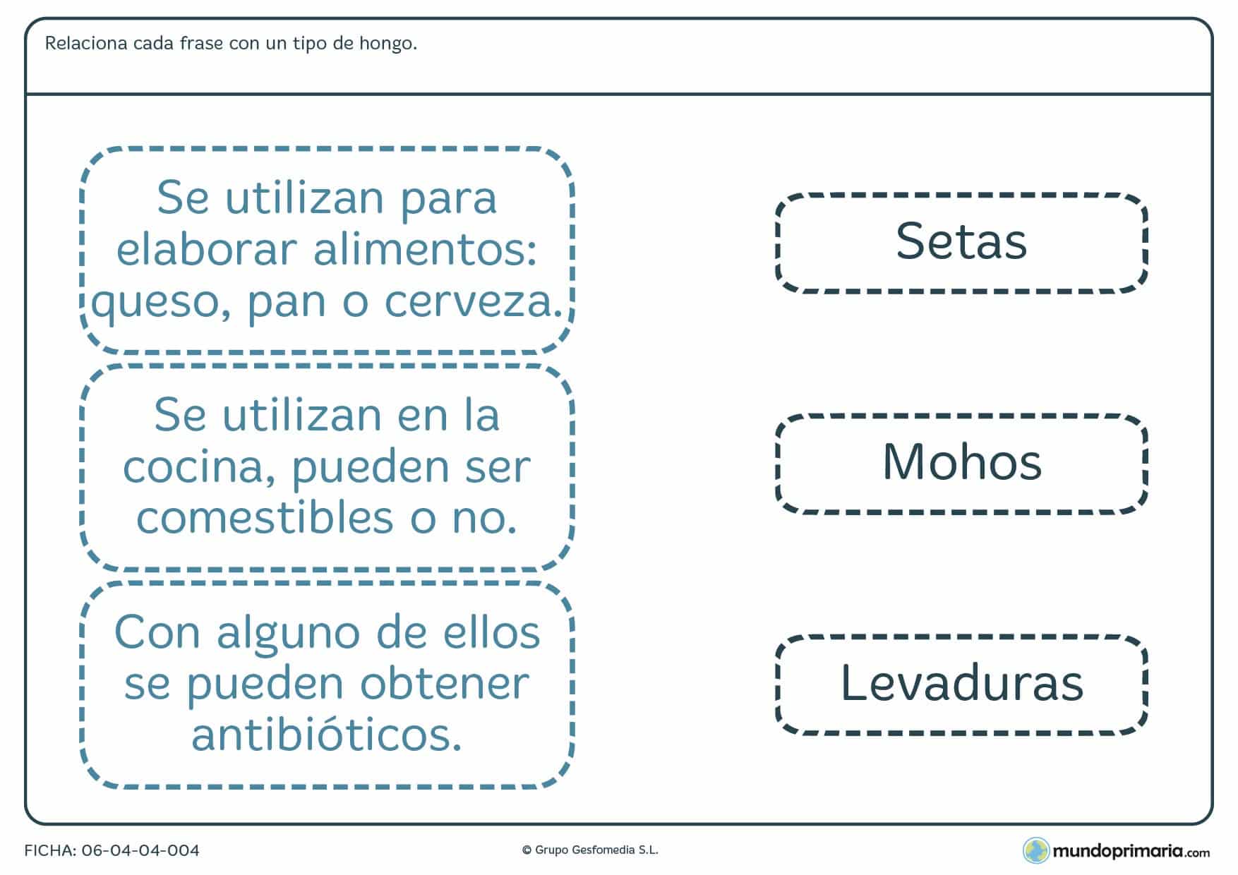 Ficha sobre los tipos de hongos