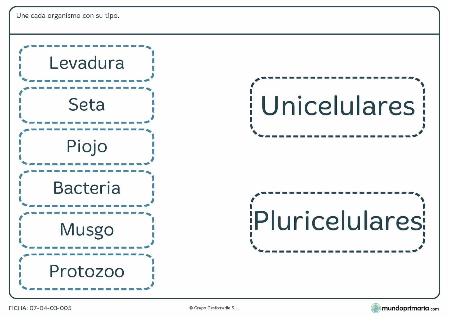 Ficha de organismos unicelulares y pluricelulares