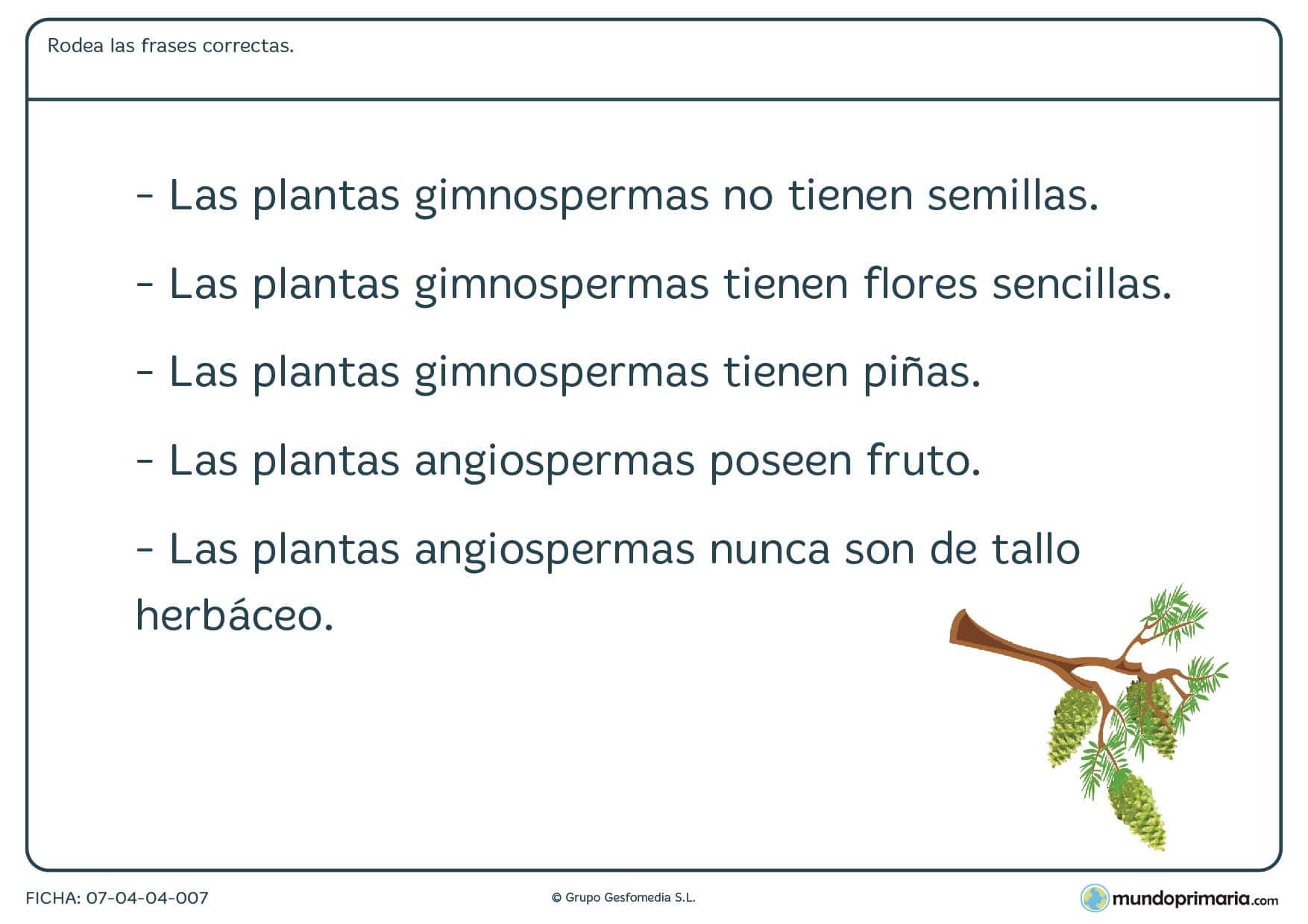 Ficha de las distintos tipos de planta para primaria