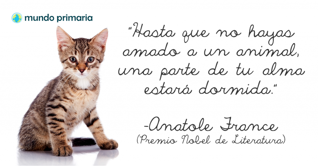 Hasta que no hayas amado a un animal