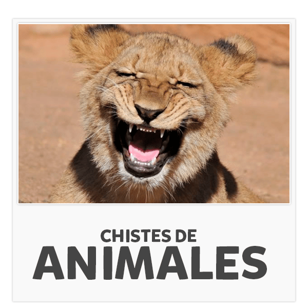 chistes de animales