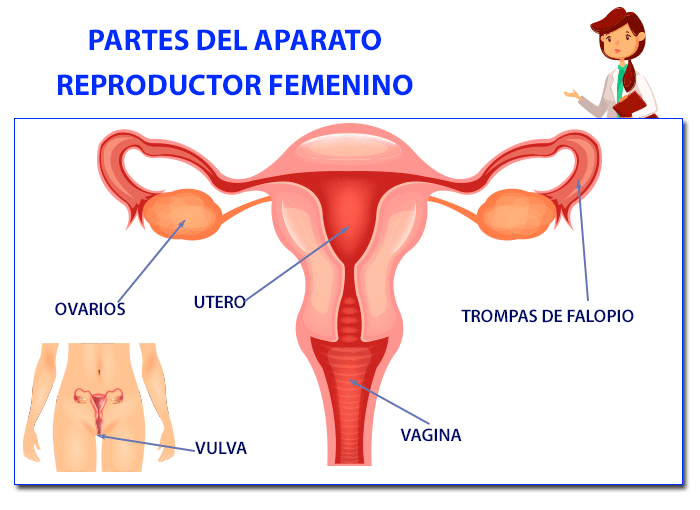 Partes aparato reproductor femenino