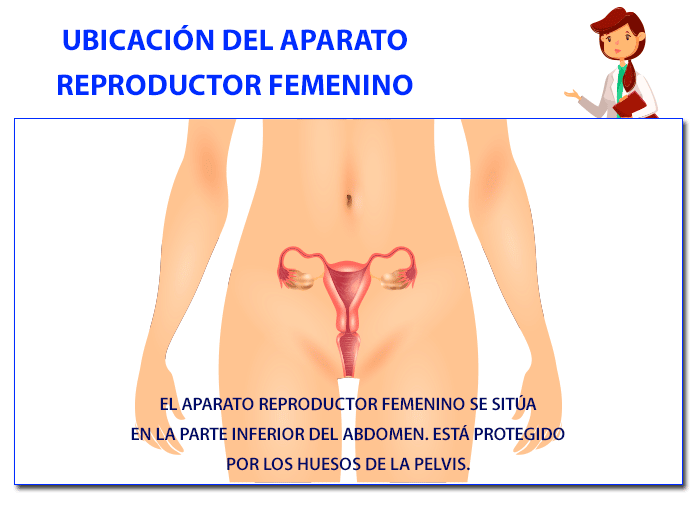 Aparato genital femenino