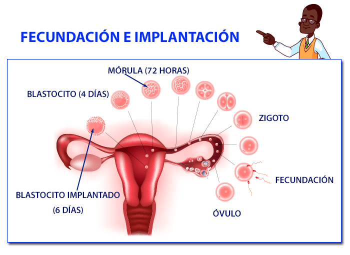 Menstruación