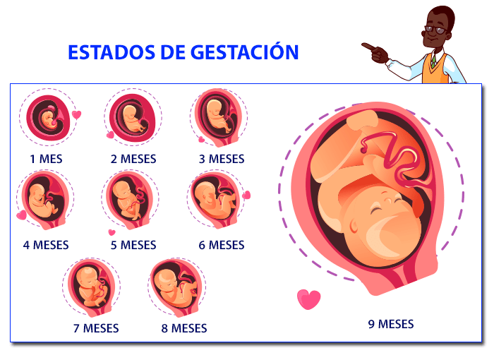 Partes del aparato reproductor femenino