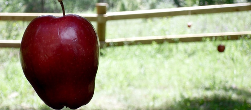 Juego tradicional de comer la manzana