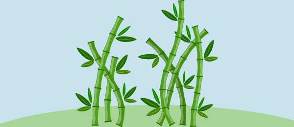 Cuento Cana Bambu