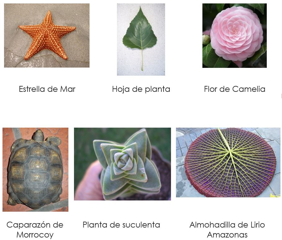 Eje de simetría vertical para niños