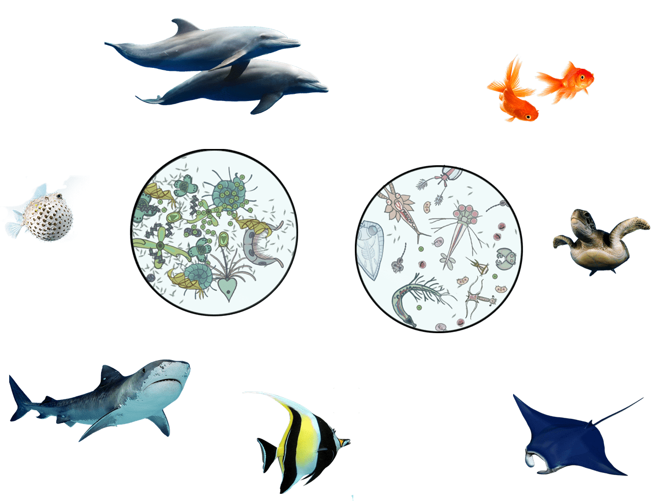 Biocenosis Marina
