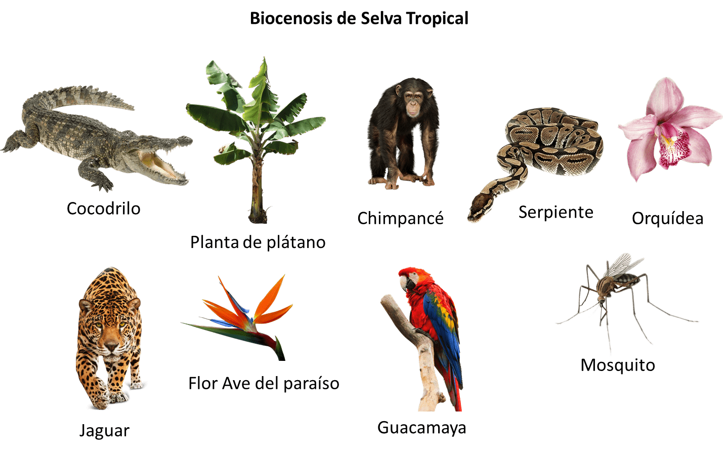 Biocenosis selva tropical