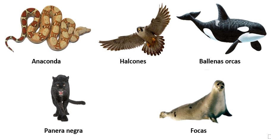 Cadena trófica para niños