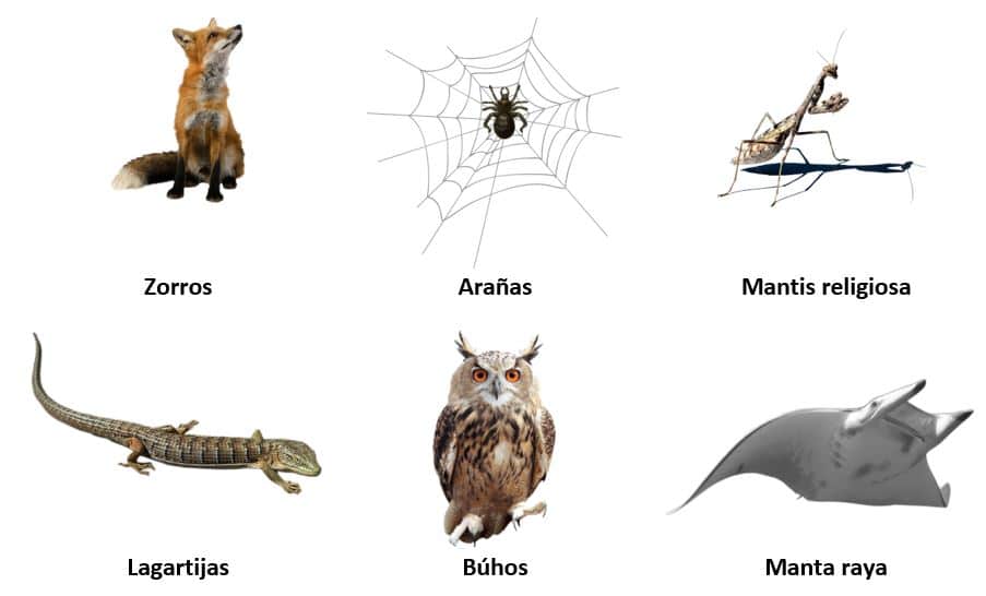 Cadena trófica