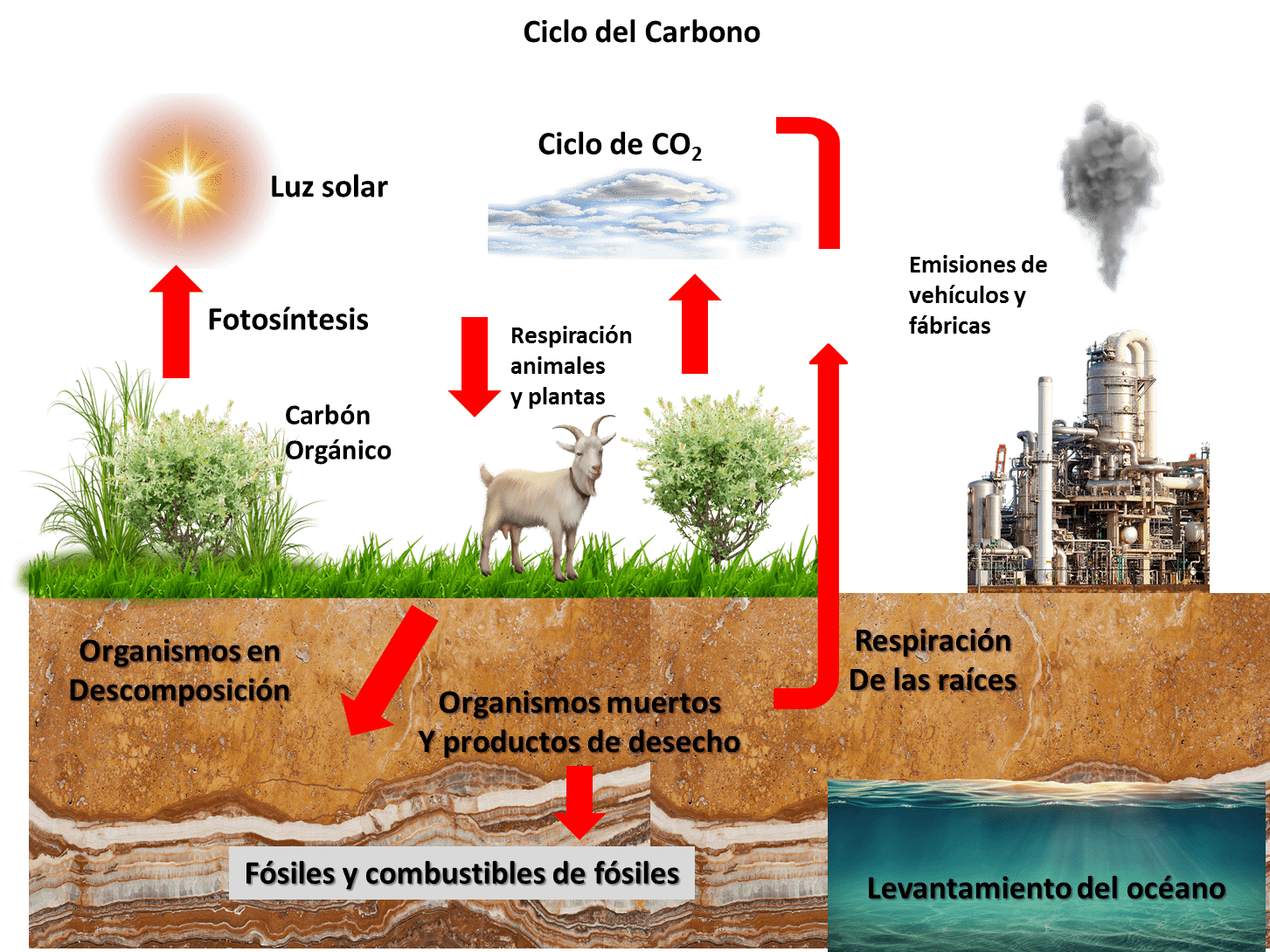 Ciclo del carbono