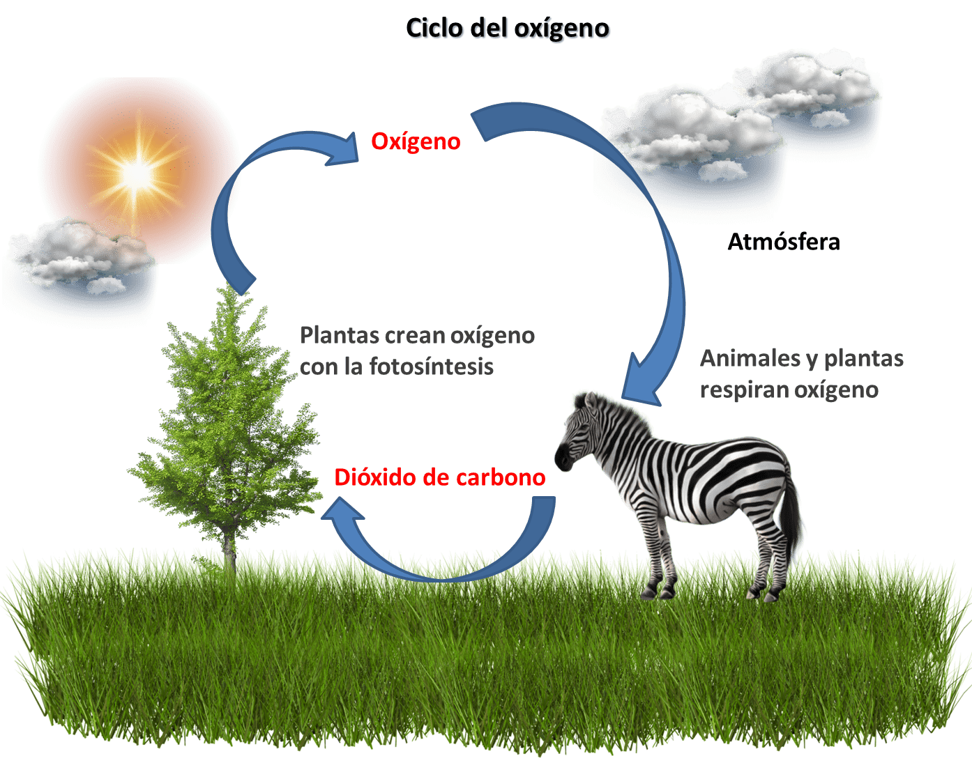 Ciclo del oxígeno