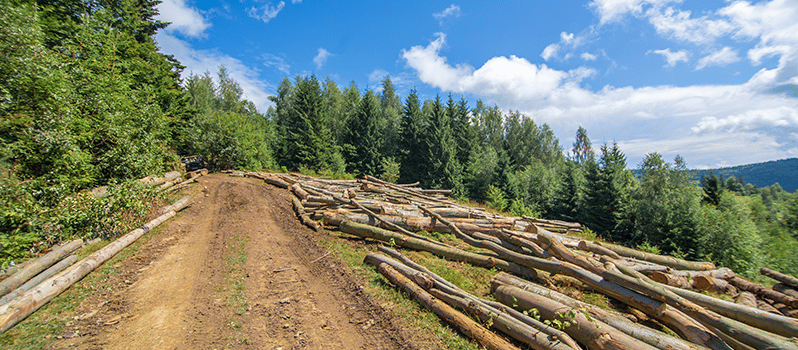 Deforestación