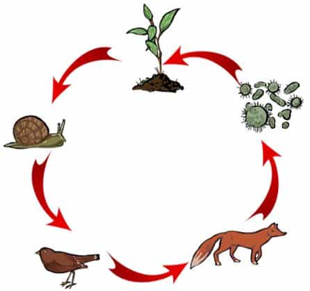 ▷ Los ecosistemas 【Definición, clases y conservación】