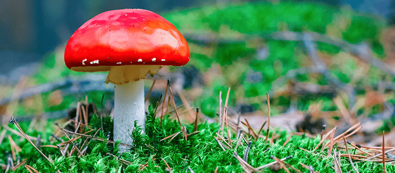 Ejemplos de biotopos