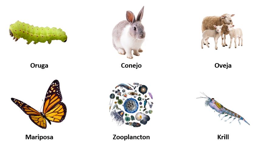 La cadena trófica Primaria