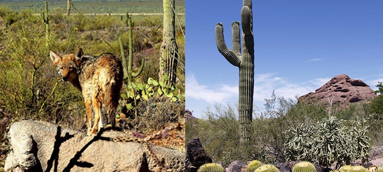Capas Tierra Diferencias