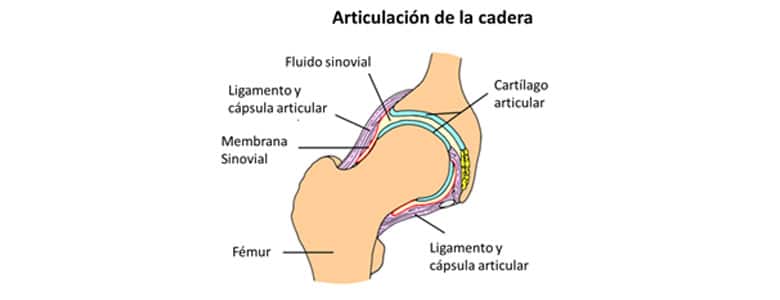Completo Esqueleto Humano