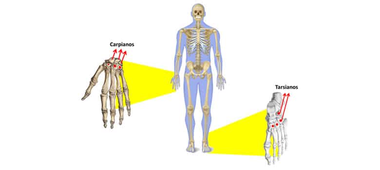 Completo Nombres Esqueleto Humano