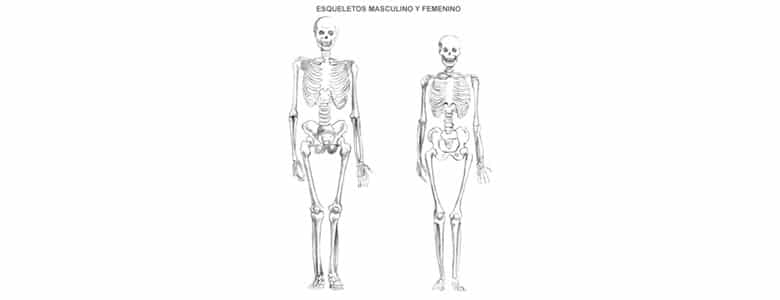 Esqueleto Humano Estructura