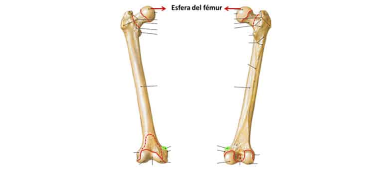 Esqueleto Humano Femur