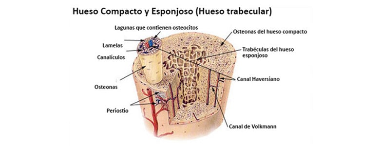 Esqueleto Humano Huesos